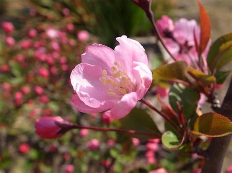 海棠開花|カイドウ（海棠）とは？花言葉などの特徴や桜との違。